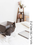 cat sniffing box bed. Стоковое фото, агентство Ingram Publishing / Фотобанк Лори