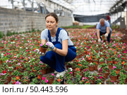 Middle-aged woman worker sitting down and looking to the pot of waller's balsamine in greenhouse. Стоковое фото, фотограф Яков Филимонов / Фотобанк Лори