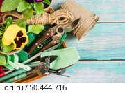 overhead view pansy plants peat pots gardening equipment desk. Стоковое фото, агентство Ingram Publishing / Фотобанк Лори