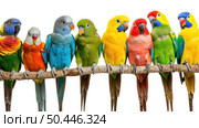 Diverse group of vibrant birds, each displaying different array of colors, perched together on thick tree branch. Стоковое AI-изображение, AI-художник Данила Большаков / Фотобанк Лори