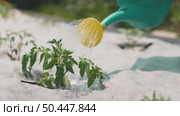Green watering can sprinkles fresh water on young vegetable sprout growing in prepared garden bed. Symbol of sustainability, growth and mindful home cultivation. Стоковое видео, видеограф Енваев Андрей / Фотобанк Лори