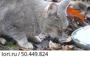 Homeless Gray Cat eating its food on the background of autumn leaves. Camera panning. Стоковое видео, видеограф Александр Прошкин / Фотобанк Лори