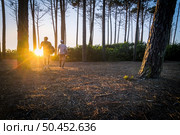 Surfers walking through the pine forest at sunset on top of a sand dune in Maceda, Ovar - Portugal. Стоковое фото, агентство Ingram Publishing / Фотобанк Лори