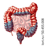 Constipation anatomy and constipated symptoms as stool bowel movement problem as an Intestine and rectum of a digestive system as a gastrointestinal medical symbol isolated on white as a 3D illustration. Стоковое фото, агентство Ingram Publishing / Фотобанк Лори