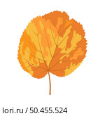Autumn linden leaf. Leaf fall. Vector illustration. Стоковая иллюстрация, агентство Ingram Publishing / Фотобанк Лори