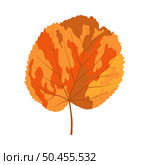 Autumn linden leaf. Leaf fall. Vector illustration. Стоковая иллюстрация, агентство Ingram Publishing / Фотобанк Лори