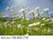 Spring daisy portrait and sunshine. Nature composition. Стоковое фото, агентство Ingram Publishing / Фотобанк Лори