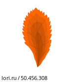 Autumn Rowan leaf. Leaf fall. Vector illustration. Стоковая иллюстрация, агентство Ingram Publishing / Фотобанк Лори