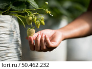 Young unripe strawberry on it’s branch with leaf plant. Стоковое фото, агентство Ingram Publishing / Фотобанк Лори