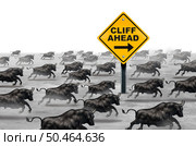 Following The Herd Danger as groupthink with a group of bulls heading to thier demise with warning signs as a business metaphor of caution to not follow the very popular trend in a 3D illustration style. Стоковое фото, агентство Ingram Publishing / Фотобанк Лори