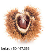 Chestnuts with shell isolated on white background. Стоковое фото, агентство Ingram Publishing / Фотобанк Лори