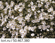 Ясколка Биберштейна (Cerastium biebersteinii) цветущая. Стоковое фото, фотограф EgleKa / Фотобанк Лори