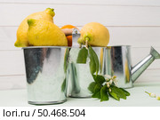 Limes and vintage metal retro watering cans over light green wooden table. Стоковое фото, агентство Ingram Publishing / Фотобанк Лори