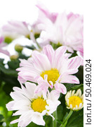 Beautiful Chrysanthemum flowers background. Стоковое фото, агентство Ingram Publishing / Фотобанк Лори