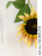 Beautiful Sunflower ion wooden white background. Стоковое фото, агентство Ingram Publishing / Фотобанк Лори