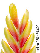 Yellow and red bromelia Flower on white background. Стоковое фото, агентство Ingram Publishing / Фотобанк Лори
