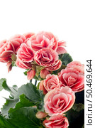 Pink begonia flowerson white background. Стоковое фото, агентство Ingram Publishing / Фотобанк Лори