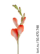 Beautiful orange lilies isolated on white background. Стоковое фото, агентство Ingram Publishing / Фотобанк Лори