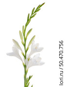 A fragment of white lilies ’ bunch on a white background. zephyranthes candida. Стоковое фото, агентство Ingram Publishing / Фотобанк Лори