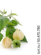 Physalis fruit (Physalis peruviana) on a white background. Стоковое фото, агентство Ingram Publishing / Фотобанк Лори