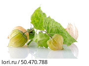 Physalis fruit (Physalis peruviana) on a white background. Стоковое фото, агентство Ingram Publishing / Фотобанк Лори