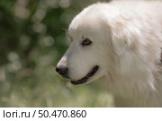 GreatPyrenees dog portrait park: White dog looks outdoors in summer, probably enjoying a walk. Стоковое фото, фотограф svetograph / Фотобанк Лори