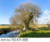 Tree along the Caster river in Ovar, Portugal. Стоковое фото, агентство Ingram Publishing / Фотобанк Лори