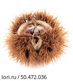 Chestnuts with shell isolated on white background. Стоковое фото, агентство Ingram Publishing / Фотобанк Лори