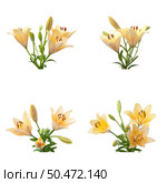 Beautiful yellow lilies isolated on white background. Стоковое фото, агентство Ingram Publishing / Фотобанк Лори