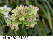 Beautiful flower of the paniculate hydrangea Metallica. Стоковое фото, фотограф Ольга Сейфутдинова / Фотобанк Лори