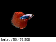 Beautiful colorful of siamese betta fish . Стоковое фото, агентство Ingram Publishing / Фотобанк Лори