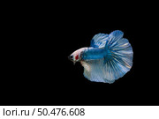 Beautiful colorful of siamese betta fish . Стоковое фото, агентство Ingram Publishing / Фотобанк Лори