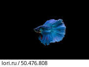 Beautiful colorful of siamese betta fish . Стоковое фото, агентство Ingram Publishing / Фотобанк Лори
