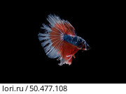 Beautiful colorful of siamese betta fish . Стоковое фото, агентство Ingram Publishing / Фотобанк Лори