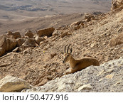 Wild Nubian ibex (Capra nubiana) Стоковое фото, фотограф Irina Opachevsky / Фотобанк Лори