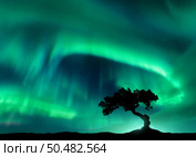 Northern lights over the alone tree at night. Aurora borealis and silhouette of beautiful tree on the hill. Winter landscape with polar lights, sky with stars and bright green aurora. Colorful scenery. Стоковое фото, агентство Ingram Publishing / Фотобанк Лори