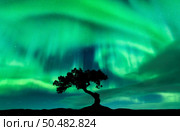 Northern lights over the alone tree at night. Aurora borealis and silhouette of beautiful tree on the hill. Winter landscape with polar lights, sky with stars and bright green aurora. Colorful scenery. Стоковое фото, агентство Ingram Publishing / Фотобанк Лори