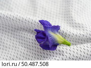 Blue butterfly pea flowers on white fabric. Стоковое фото, агентство Ingram Publishing / Фотобанк Лори