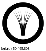 Edible grass lemongrass Cymbopogon citratus spices vegetable herbal plant icon in circle round black color vector illustration image solid outline style simple. Edible grass lemongrass Cymbopogon citratus spices vegetable herbal plant icon in circle round black color vector illustration image solid outline style. Стоковая иллюстрация, агентство Ingram Publishing / Фотобанк Лори
