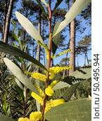 Bright yellow axillary spikes of an Acacia Longifolia. Стоковое фото, агентство Ingram Publishing / Фотобанк Лори