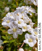 Bridalwreath Spirea: a species of Spirea, its botanical name is Spiraea Cantoniensis. Стоковое фото, агентство Ingram Publishing / Фотобанк Лори