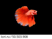Beautiful half moon red Betta splendens, Siamese fighting fish or Pla-kad in Thai popular fish in aquarium. Show off tail spreads while swimming beautifully, isolated on black background. Стоковое фото, агентство Ingram Publishing / Фотобанк Лори