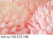 Chrysanthemum flower macro shot. Color flower background. Стоковое фото, агентство Ingram Publishing / Фотобанк Лори