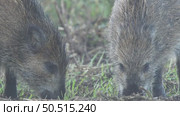 Кабан или дикая свинья дикие животные, Sus scrofa. Стоковое видео, видеограф Дмитрий Якубович / Фотобанк Лори