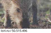 Кабан или дикая свинья дикие животные, Sus scrofa. Стоковое видео, видеограф Дмитрий Якубович / Фотобанк Лори