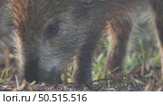 Кабан или дикая свинья дикие животные, Sus scrofa. Стоковое видео, видеограф Дмитрий Якубович / Фотобанк Лори