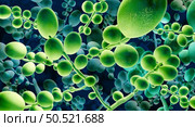 Deadly Fungal Infection concept as a microbe threat and mucormycosis life threatening fungus as Candida auris fungi spreading as a Mycology health threat as a global outbreak risk as a 3D illustration. Стоковое фото, агентство Ingram Publishing / Фотобанк Лори