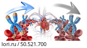 Young Blood Transfusion and reversing aging process concept by transfusing younger plasma with healthy Chromosomes with long telomeres with old shorter telomere chromosome as a 3D illustration. Стоковое фото, агентство Ingram Publishing / Фотобанк Лори