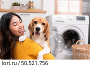 Beagle dog staring at the camera in the owner’s arms while the mother was putting clothes into the washing machine. Стоковое фото, агентство Ingram Publishing / Фотобанк Лори
