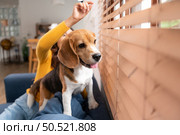 Beagle dog with her owner’s girl on a weekend getaway sitting and resting and looking out of the window in the living room of the house. Стоковое фото, агентство Ingram Publishing / Фотобанк Лори